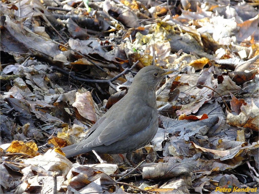 Turdus merula Linnaeus, 1758