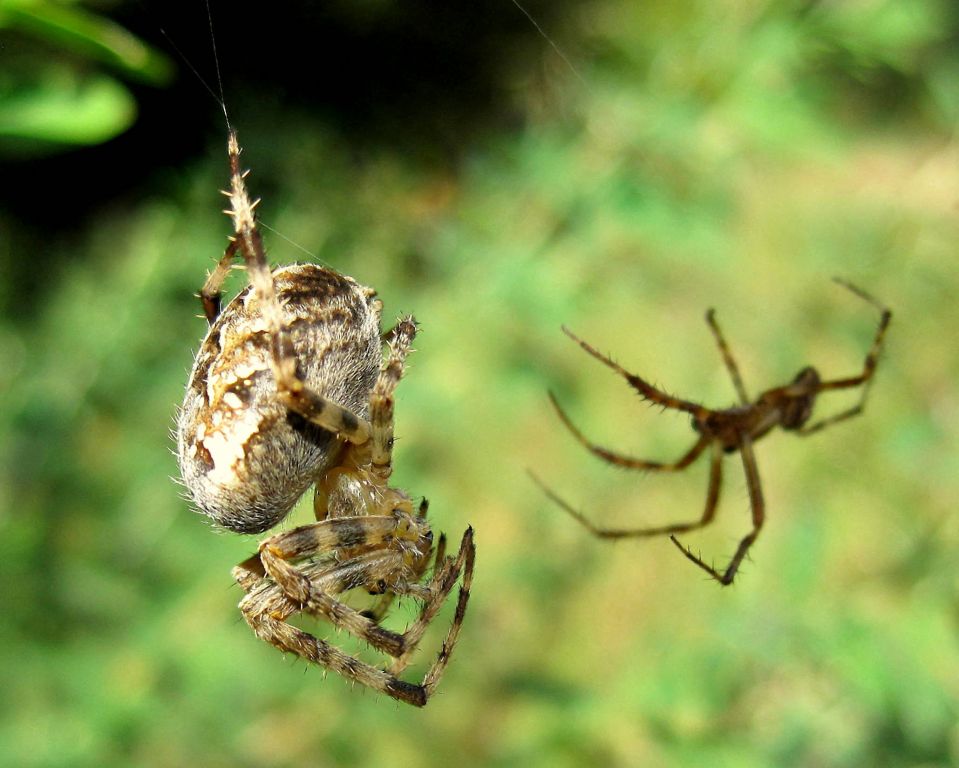 Araneus diadematus Clerck, 1757