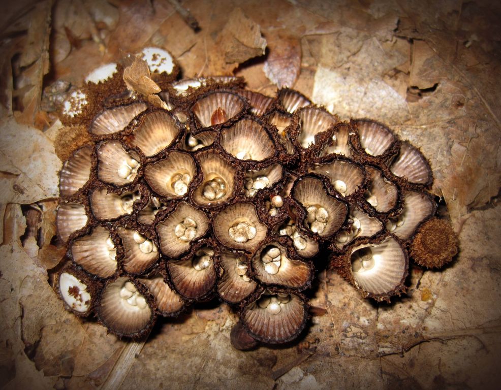 Cyathus striatus (Huds.) Willd.