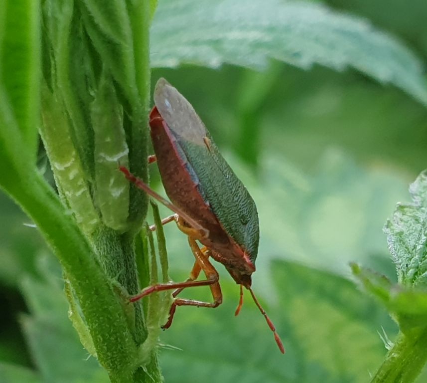 Palomena prasina (Linnaeus, 1761)