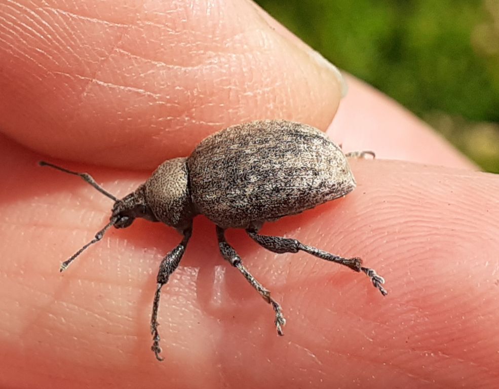Otiorhynchus (Cryphiphorus) ligustici (Linnaeus, 1758)