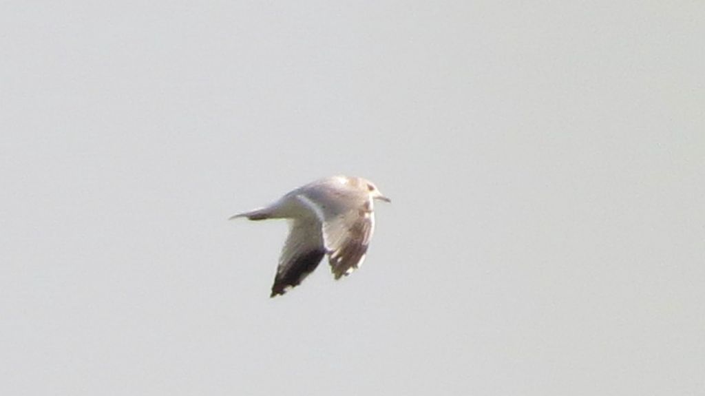 Larus canus Linnaeus, 1758