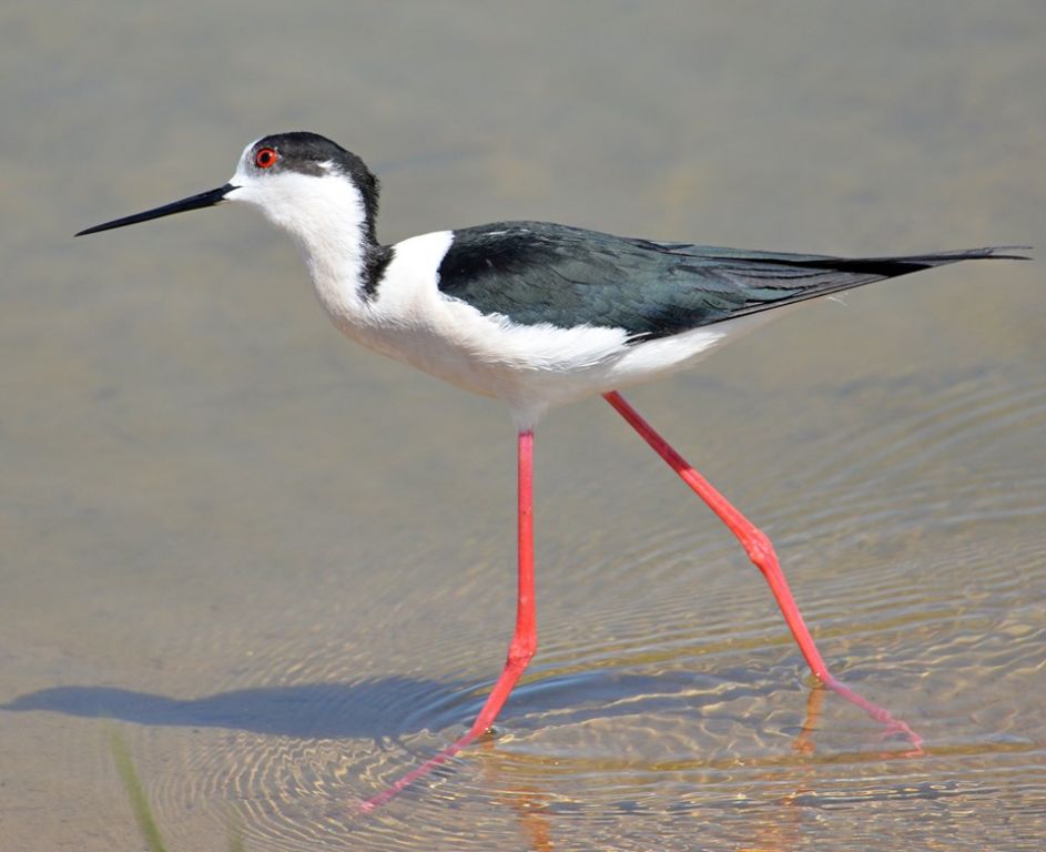 Himantopus himantopus (Linnaeus, 1758)