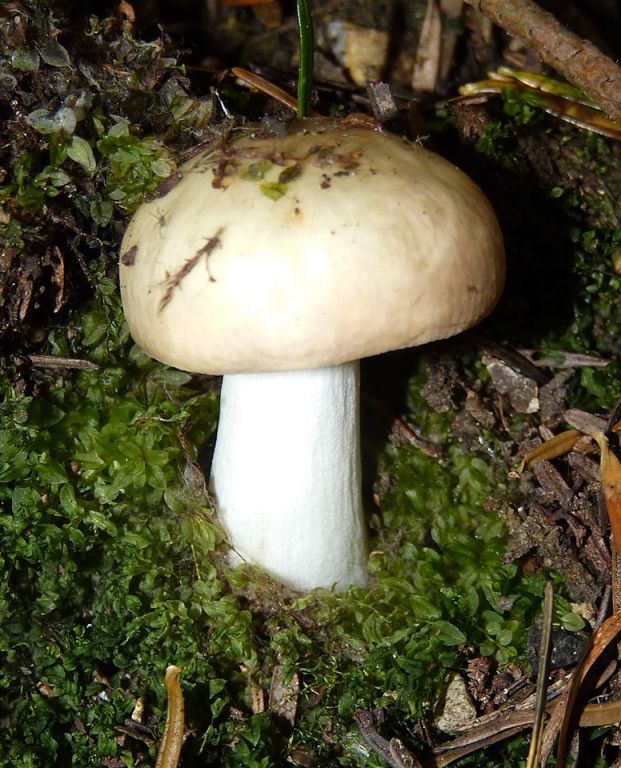 Russula