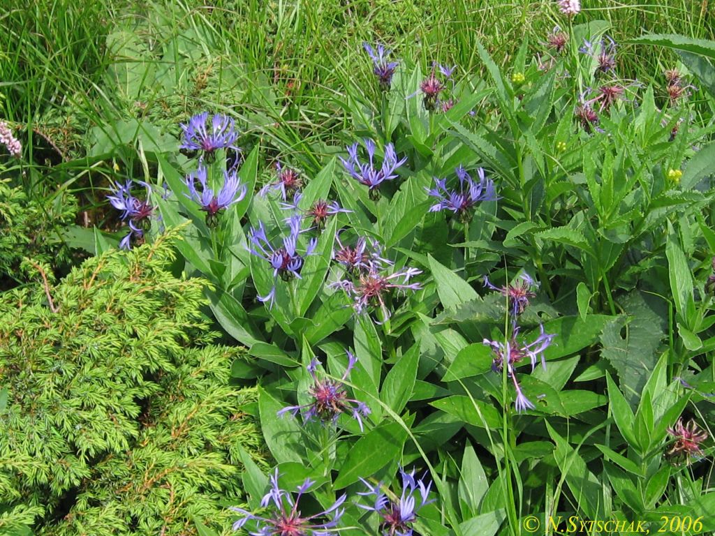Centaurea maramarosiensis (Jáv.) Czerep.