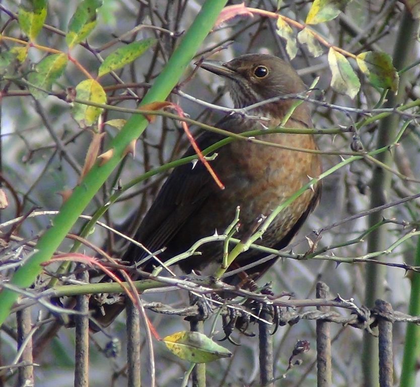Turdus merula Linnaeus, 1758