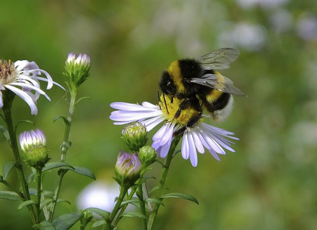 Bombus lucorum (Linnaeus, 1761)