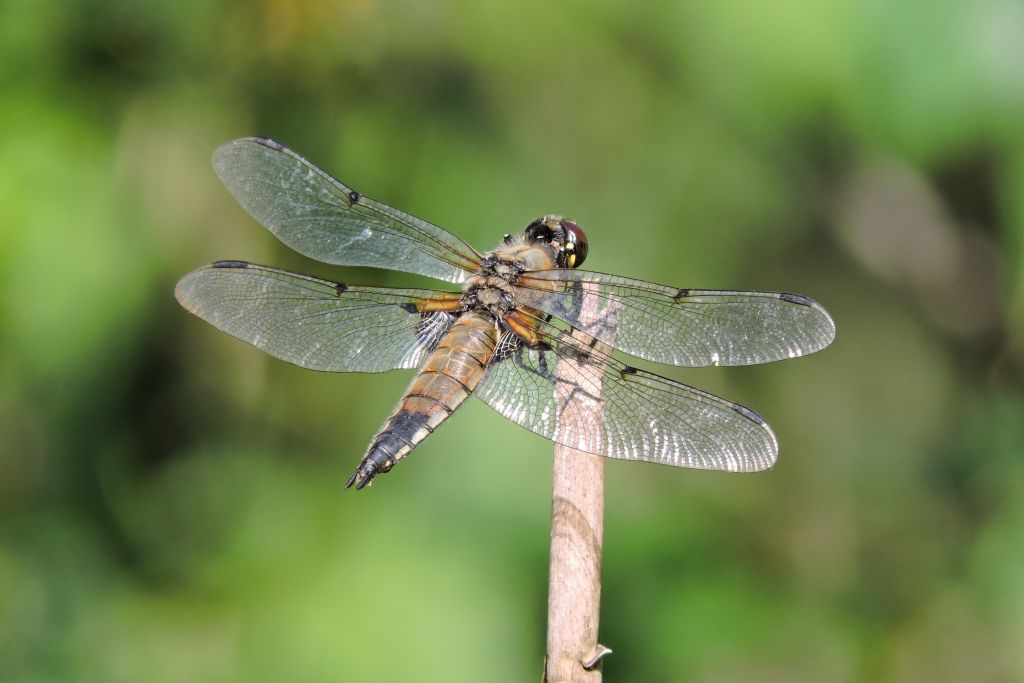 Libellula quadrimaculata Linnaeus, 1758