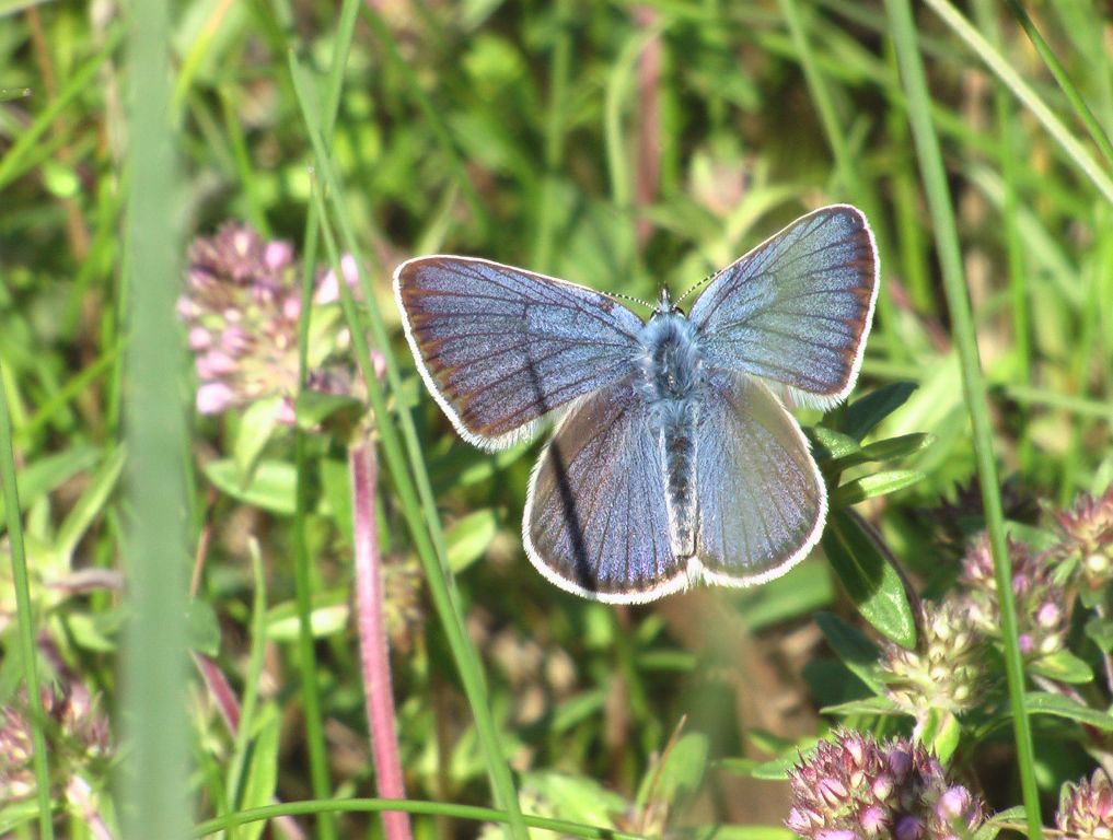 Cyaniris semiargus (Rottemburg, 1775)