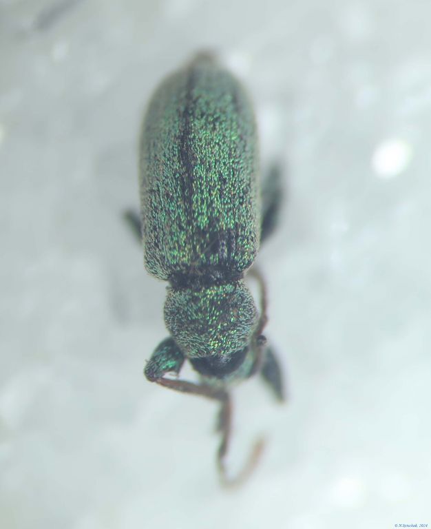 Phyllobius (Dieletus) argentatus (Linnaeus, 1758)