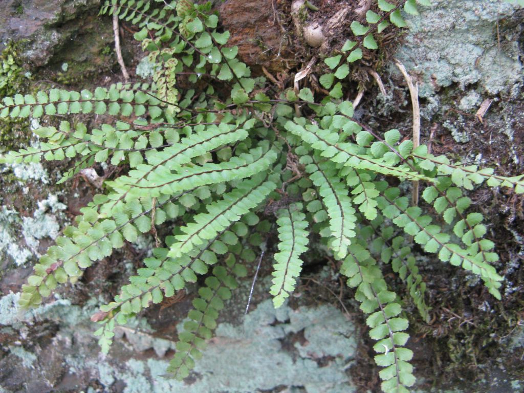 Asplenium trichomanes L.