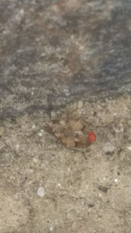 Saldula arenicola (Scholz, 1847)