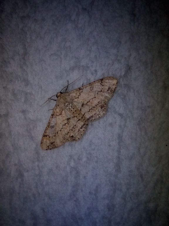 Ascotis selenaria (Denis & Schiffermüller, 1775)