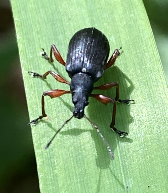 Phyllobius (Metaphyllobius) glaucus (Scopoli, 1763)