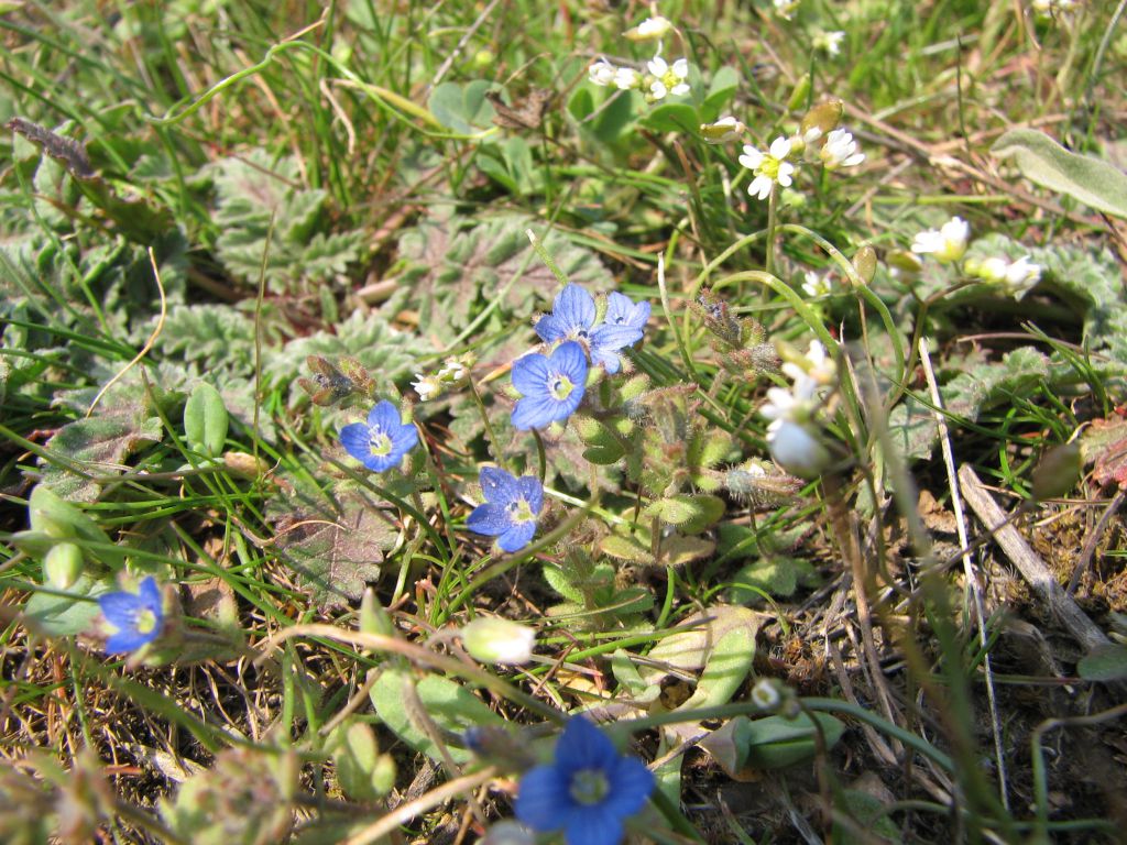Veronica triphyllos L.
