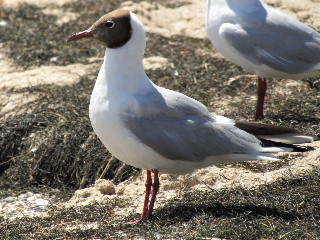 Chroicocephalus ridibundus (Linnaeus, 1766)