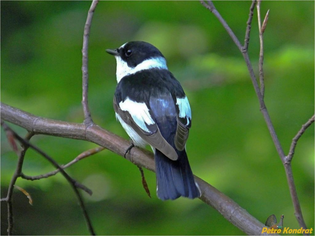 Ficedula albicollis (Temminck, 1815)