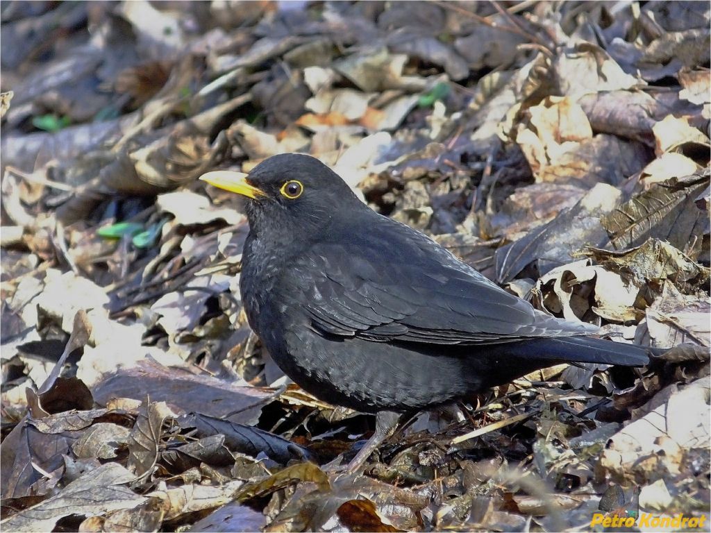 Turdus merula Linnaeus, 1758