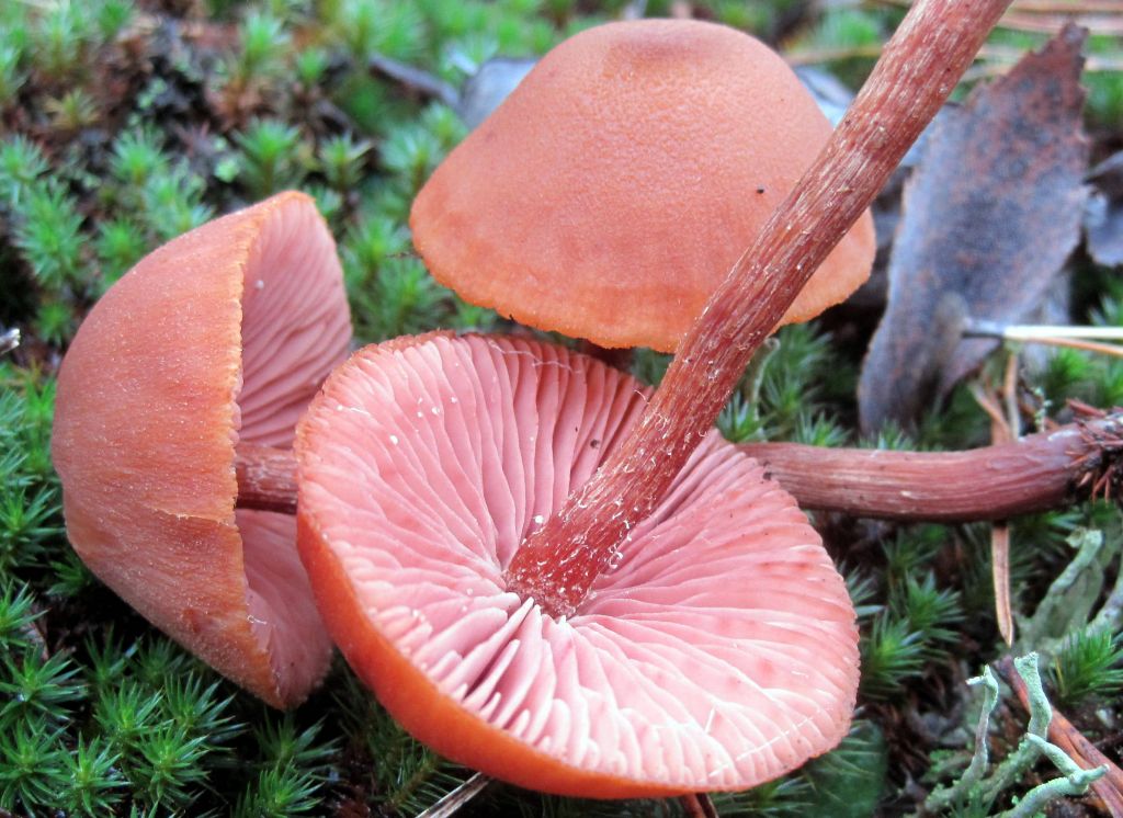 Laccaria proxima (Boud.) Pat.