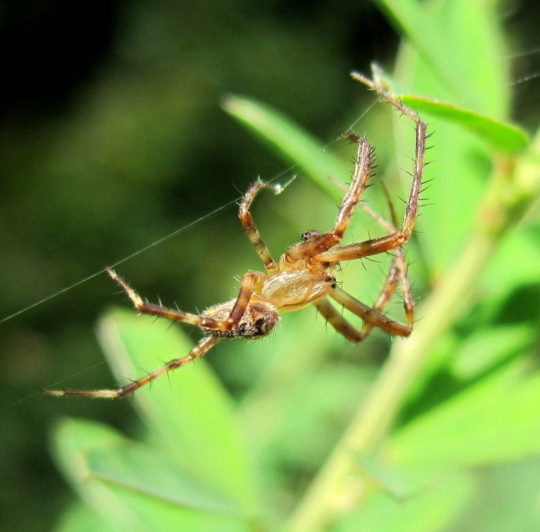 Araneus diadematus Clerck, 1757