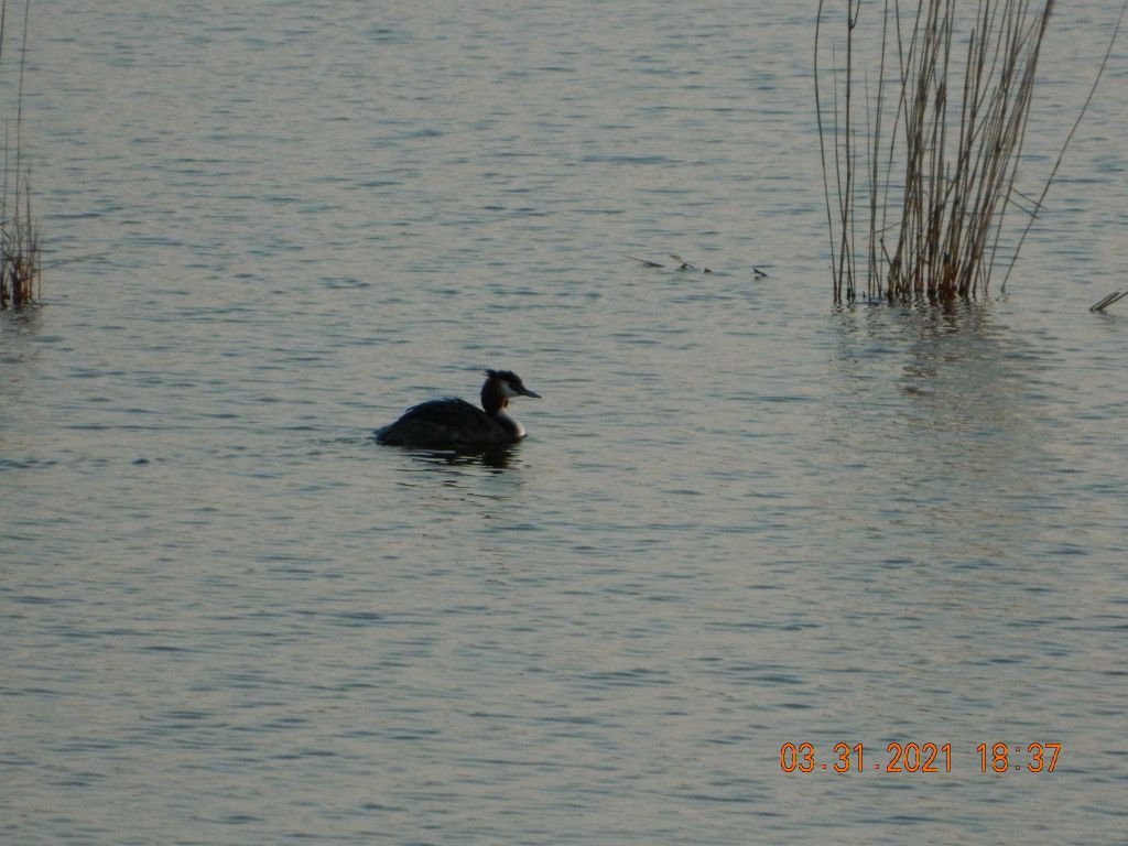 Podiceps cristatus (Linnaeus, 1758)