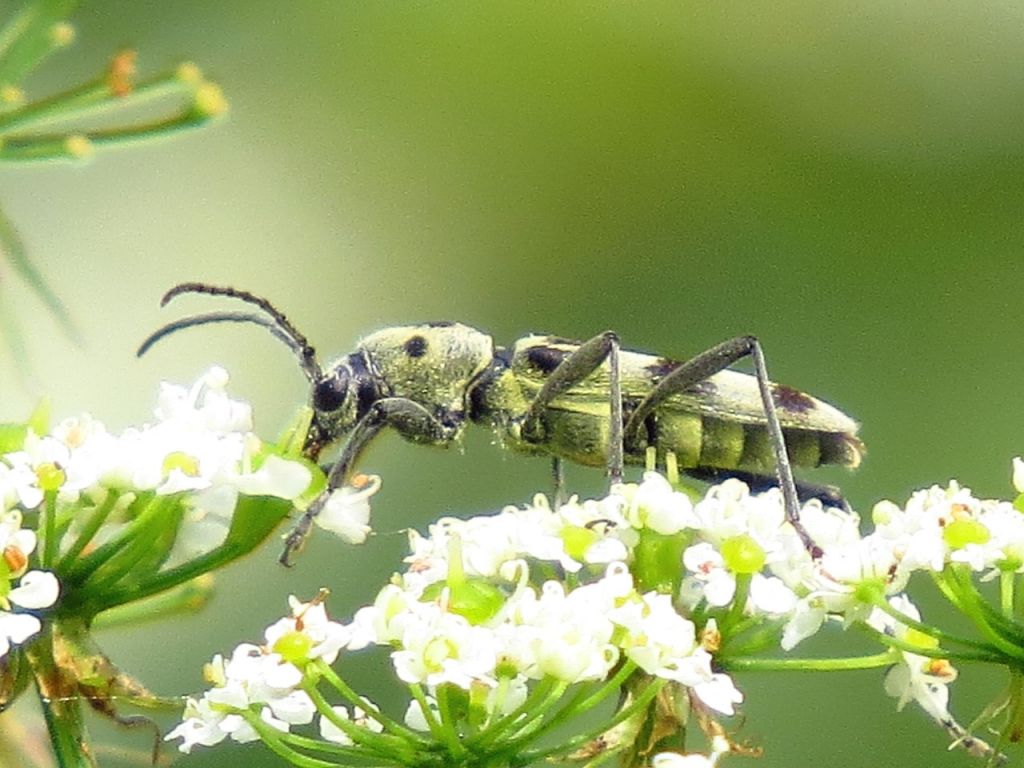 Chlorophorus herbstii (Brahm, 1790)