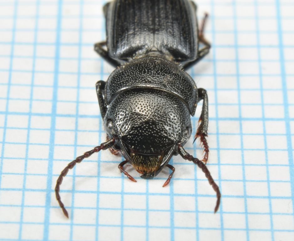 Dixus obscurus (Dejean, 1825)