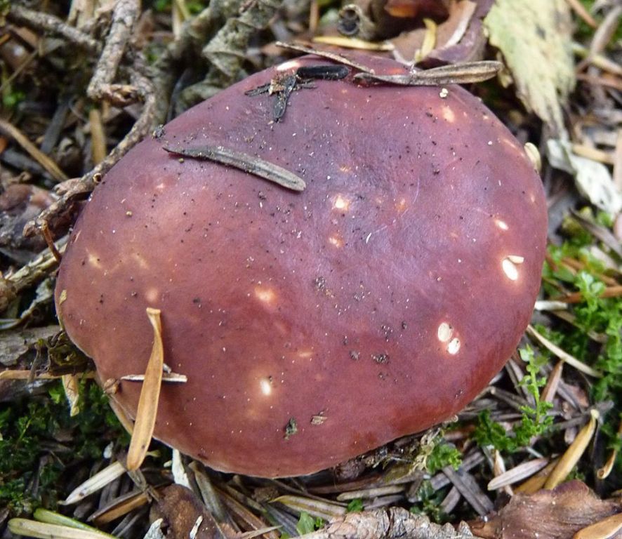 Russula
