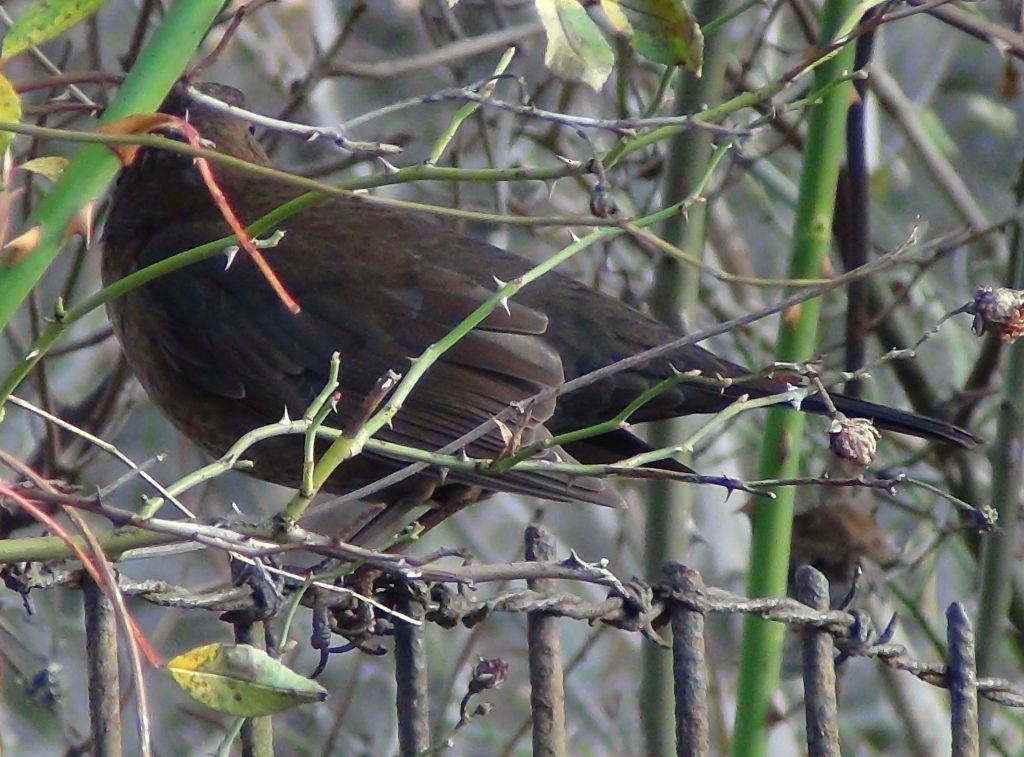 Turdus merula Linnaeus, 1758