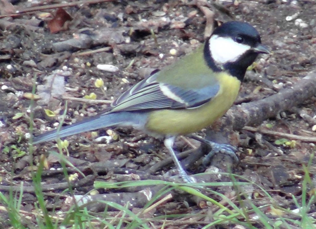 Parus major Linnaeus, 1758