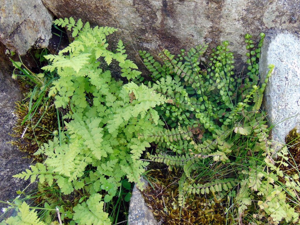 Asplenium trichomanes L.