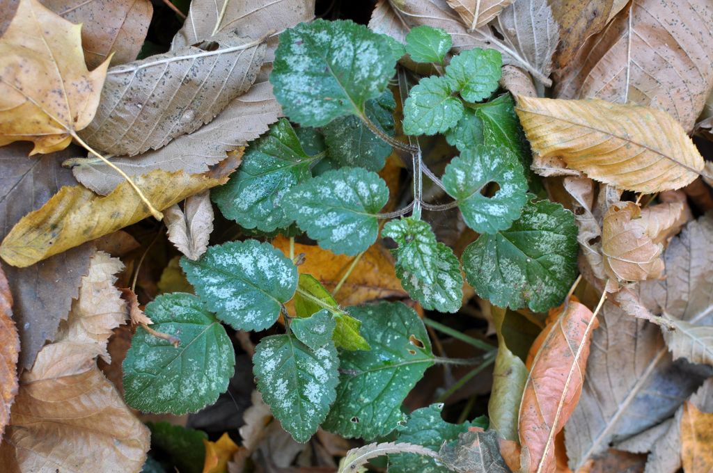 Lamium galeobdolon (L.) L.