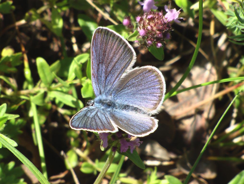 Cyaniris semiargus (Rottemburg, 1775)