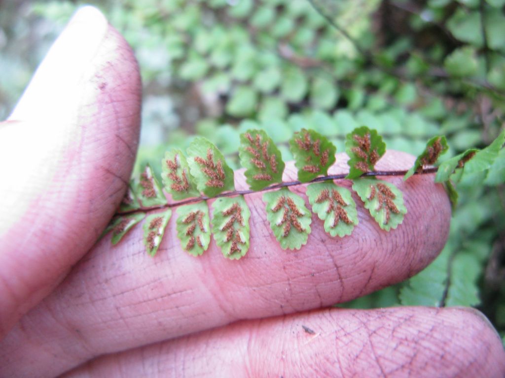 Asplenium trichomanes L.