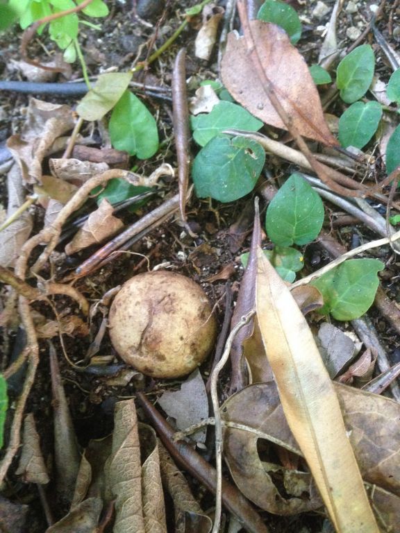 Geastrum