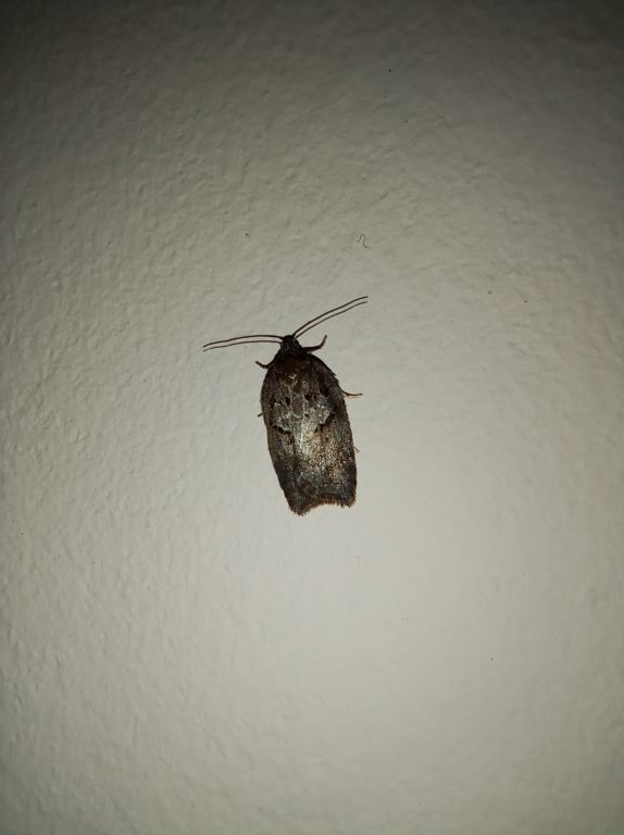 Acleris hastiana (Linnaeus, 1758)