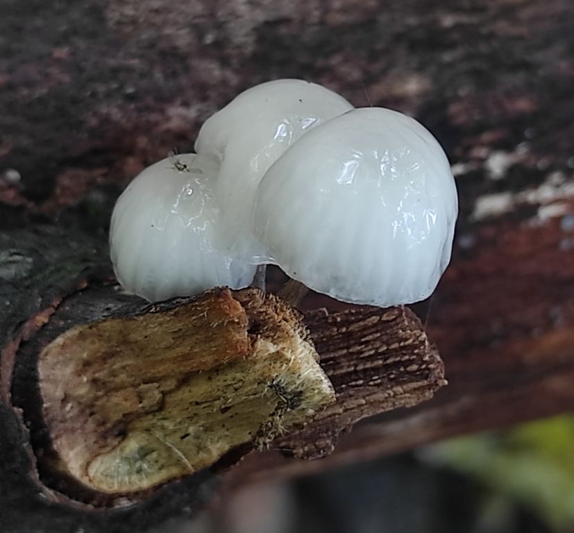 Mucidula mucida (Schrad.) Pat.