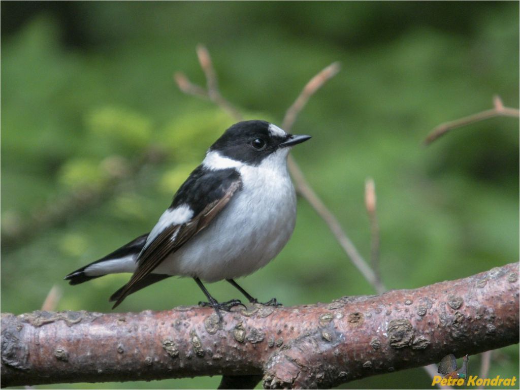 Ficedula albicollis (Temminck, 1815)