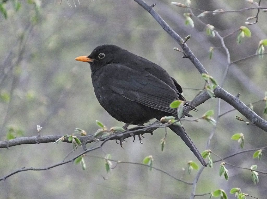Turdus merula Linnaeus, 1758