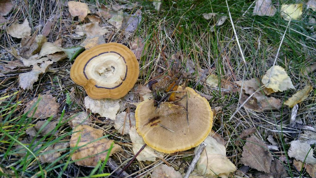 Trametes versicolor (L.) Lloyd