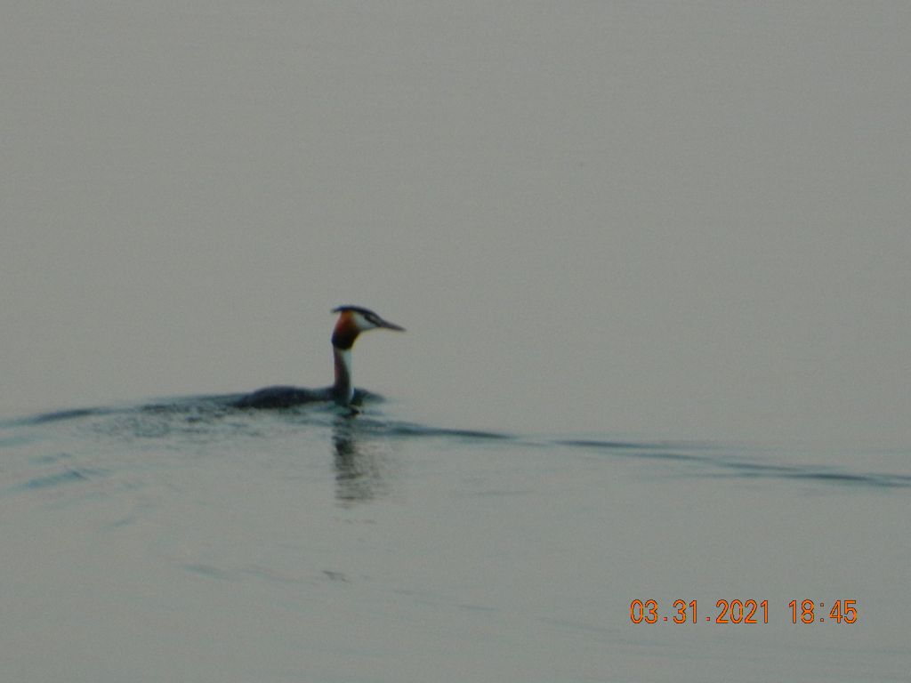 Podiceps cristatus (Linnaeus, 1758)