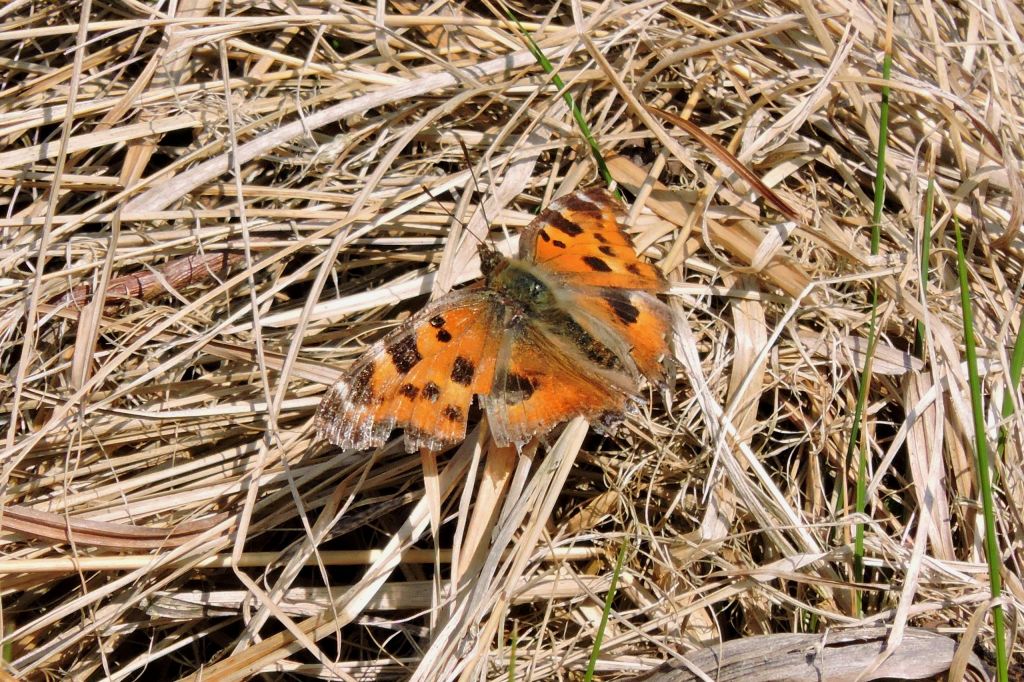 Nymphalis xanthomelas (Esper, 1781)