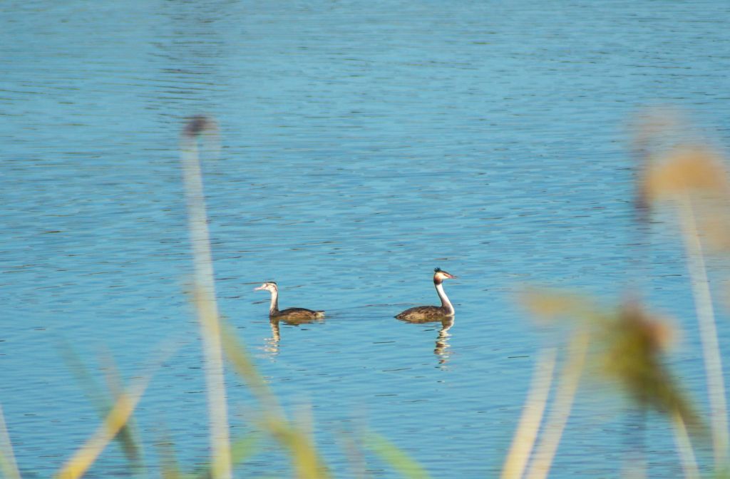 Podiceps cristatus (Linnaeus, 1758)