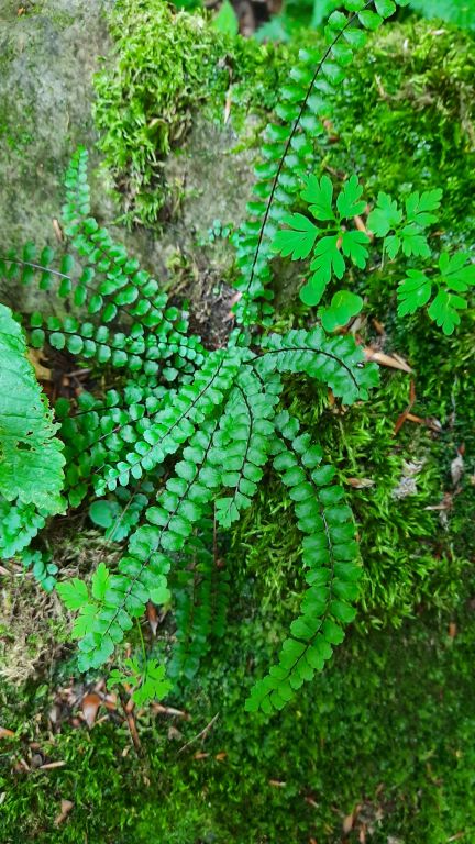 Asplenium trichomanes L.