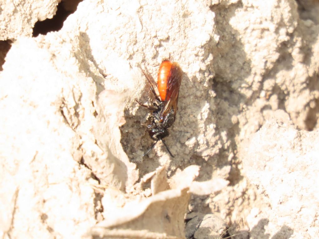 Aculeata