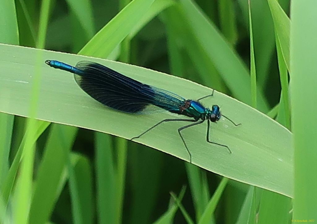 Calopteryx splendens (Harris, 1782)