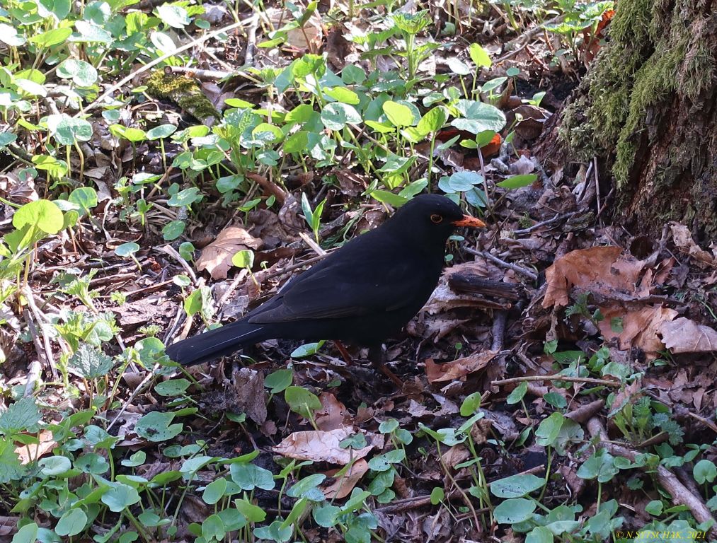 Turdus merula Linnaeus, 1758