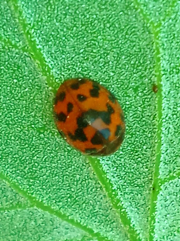 Subcoccinella vigintiquatuorpunctata Linnaeus, 1758