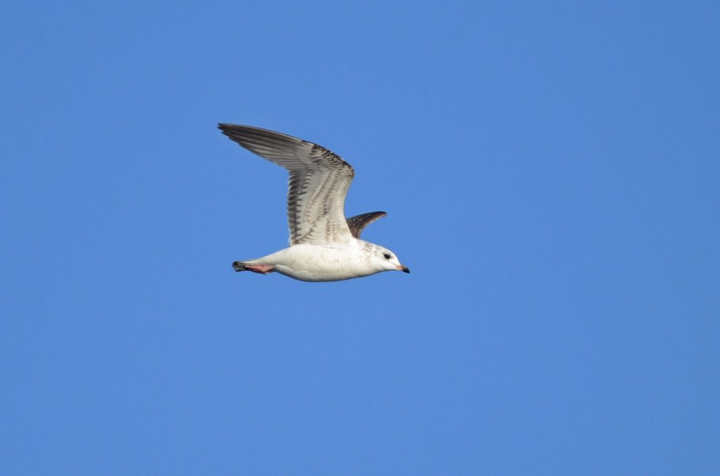 Larus canus Linnaeus, 1758
