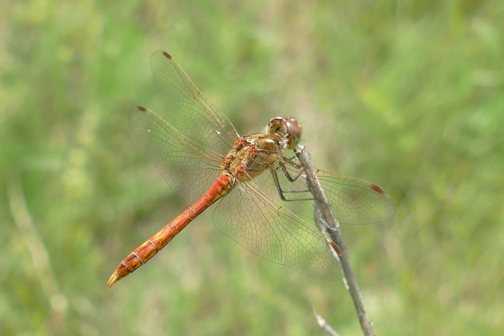 Sympetrum vulgatum (Linnaeus, 1758)